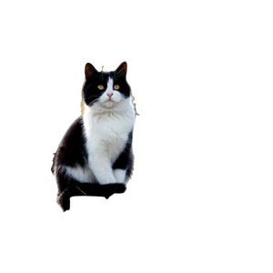 A Black And White Cat Sitting On Top Of A Wooden Fence – cat PNG with transparent background