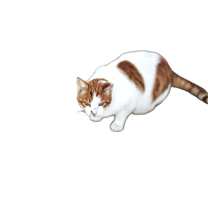 A Brown And White Cat Sitting On The Ground