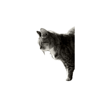 A Cat Standing On Top Of A Wooden Bench