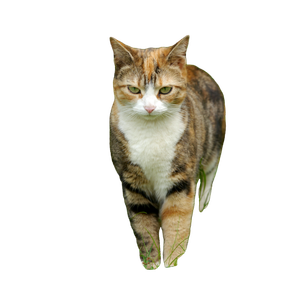 A Cat That Is Walking In The Grass