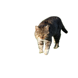 A Cat Walking Across A Lush Green Field