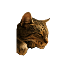 A Close Up Of A Cat Sleeping On A Table