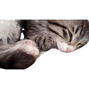 A Gray And White Cat Sleeping On Top Of A Bed