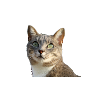 A Gray And White Cat With Green Eyes Looking Up – cat PNG with transparent background