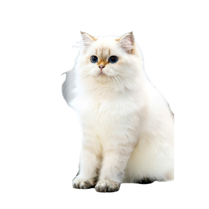 A White Cat With Blue Eyes Sitting On A Bed
