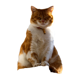 An Orange And White Cat Sitting On Top Of A Pole – cat PNG with transparent background