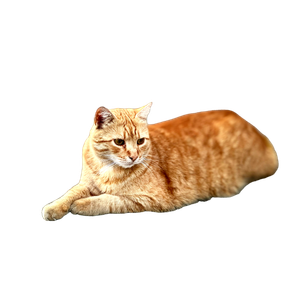An Orange Cat Laying On Top Of A Stone Wall – cat PNG with transparent background