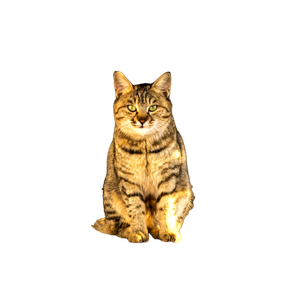 Cat 12401 - Cat PNG image with transparent background