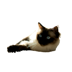 Cat PNG image: Himalayan Cat Lying On Fleece - transparent background