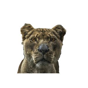 Lioness Illustration – cat PNG with transparent background