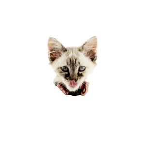Cat PNG image: Persian Cat Standing Beside White Wall - transparent background