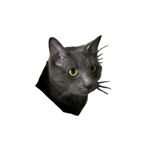 Cat PNG image: Russian Blue Cat - transparent background