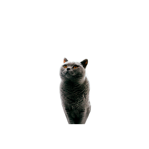 Russian Blue Cat Standing Near Ceramic Vase With Artificial Flowers – cat PNG with transparent background