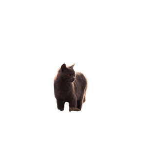 Russian Blues Standing Near Green Grasses – cat PNG with transparent background