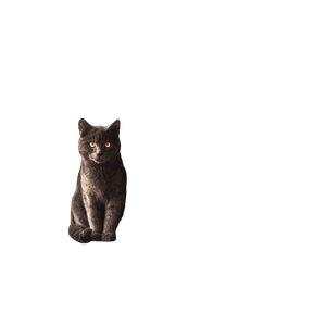 Russian Cat Sitting On Window Jamb – cat PNG with transparent background