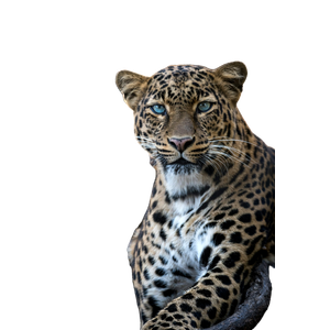 Tiger Animal - Cat PNG image with transparent background