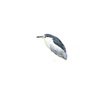 Related cat image: A Bird Is Perched On A Rock By The Water
