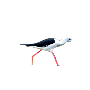 Related cat image: A Black And White Bird Is Standing In The Water 1