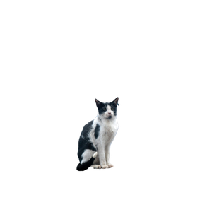 A Black And White Cat Sitting On Some Steps – cat PNG with transparent background