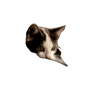 A Black And White Cat Sitting On Top Of A Chair – cat PNG with transparent background