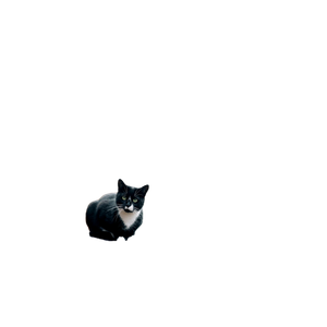 A Black And White Cat Sitting On Top Of A Trash Can