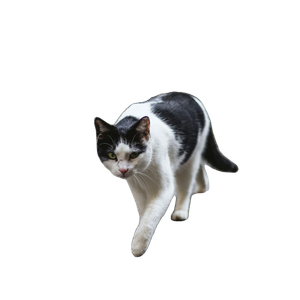 A Black And White Cat Walking Across A Brick Walkway