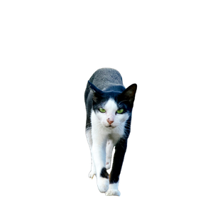 A Black And White Cat Walking Across A Dirt Field