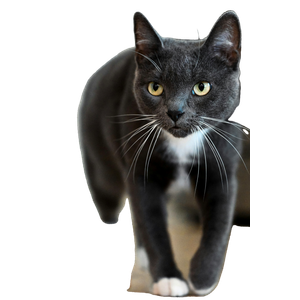 A Black And White Cat Walking Across A Wooden Floor
