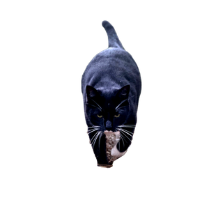 A Black And White Cat Walking In The Grass
