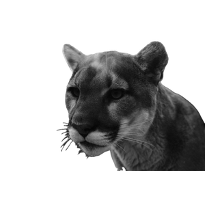 A Black And White Photo Of A Mountain Lion