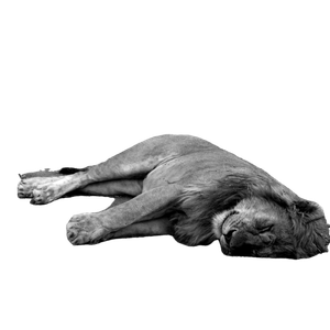 A Black And White Photo Of A Sleeping Lion