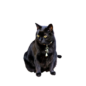A Black Cat Sitting In Front Of A Red Door - Cat PNG image with transparent background