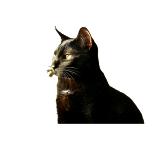 A Black Cat Sitting On Top Of A Couch – cat PNG with transparent background