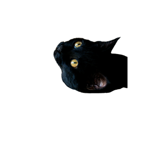 A Black Cat Sitting On Top Of A Scratching Post – cat PNG with transparent background