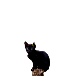 A Black Cat Sitting On Top Of A Tree Stump - Cat PNG image with transparent background