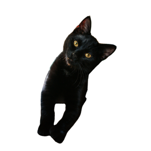 A Black Cat Sitting On Top Of A Wooden Chair – cat PNG with transparent background