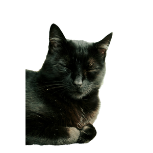 A Black Cat Sleeping On Top Of A Window Sill - Cat PNG image with transparent background