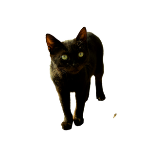 A Black Cat Walking Across A Dirt Field - Cat PNG image with transparent background