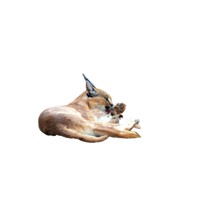 Related cat image: A Brown And White Animal Laying On Top Of A Dirt Field