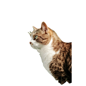 A Brown And White Cat Sitting In The Grass