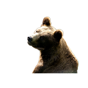 A Brown Bear Sitting In A Pool Of Water