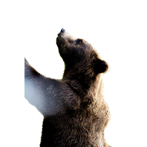Related cat image: A Brown Bear Standing Next To A Body Of Water