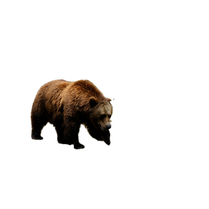 A Brown Bear Standing On Top Of A Rock Covered Ground