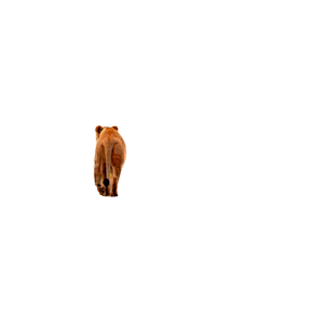 Related cat image: A Brown Bear Walking Across A Grass Covered Field