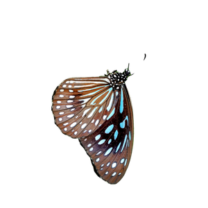 A Butterfly Is Sitting On Top Of A Flower