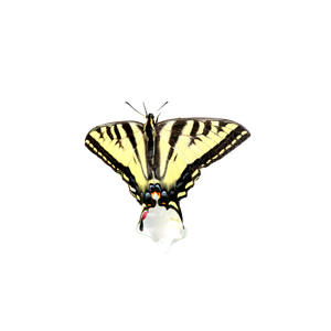 A Butterfly On A Flower