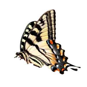 A Butterfly On A Flower