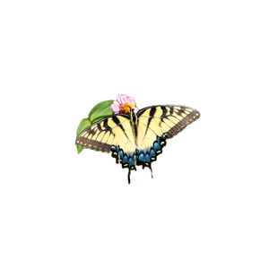 A Butterfly On A Flower