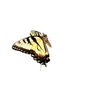 A Butterfly On A Flower