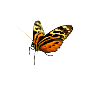 A Butterfly On A Leaf